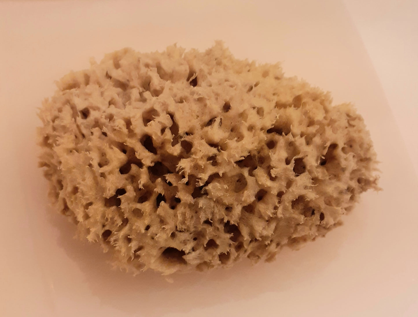 Honeycomb Naturschwamm