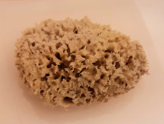Honeycomb natural sponge