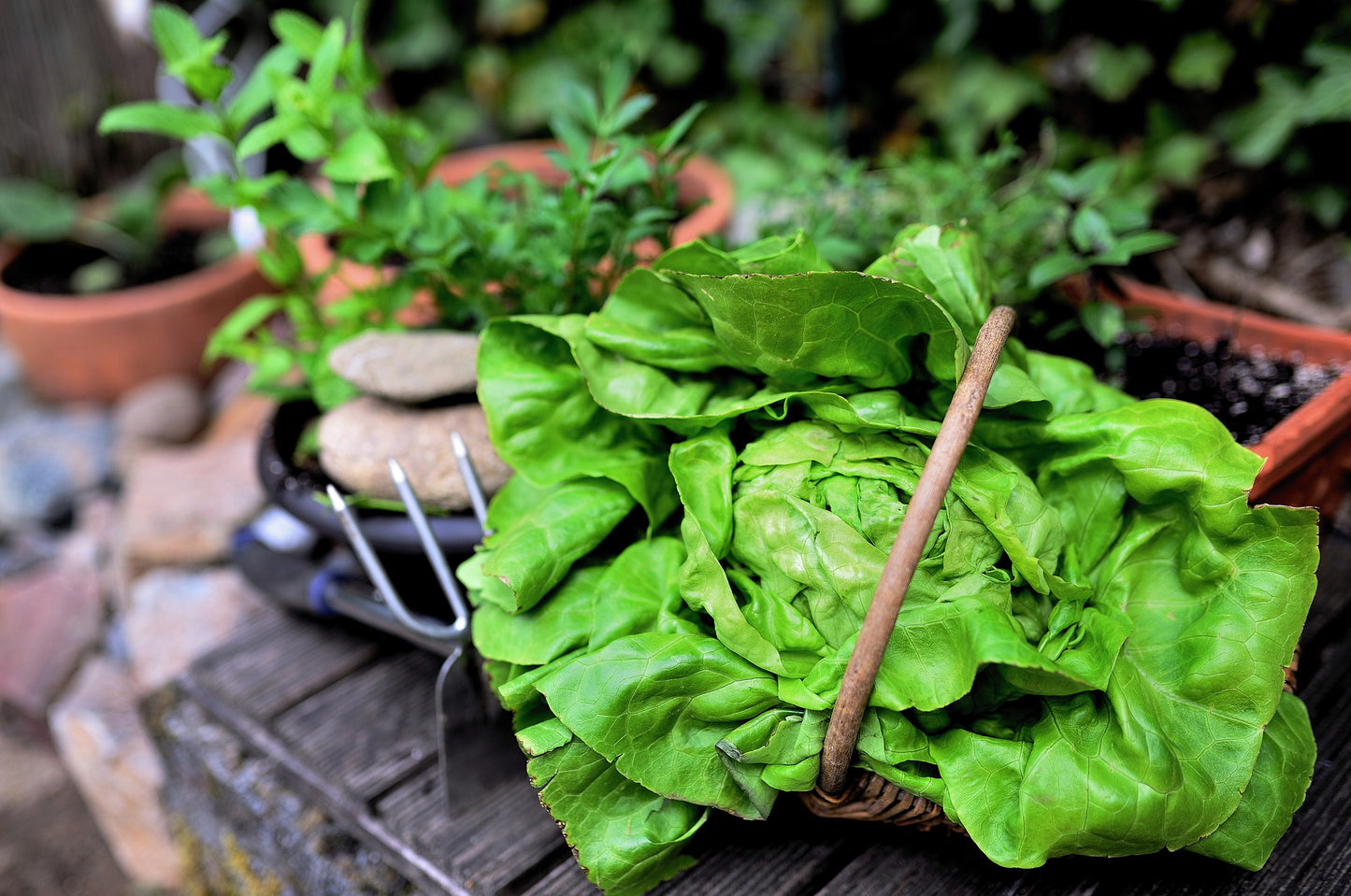 Hildegard salad herbs organic in a bag 